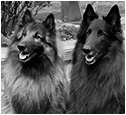 Besuchshunde: Cataldo & Barlon